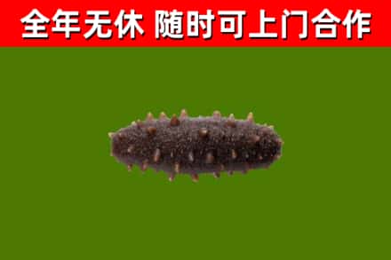 安陆市烟酒回收干海参.jpg